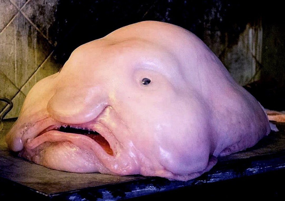 Глубоководная рыба psychrolutes marcidus