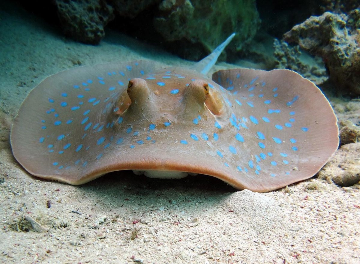Скат-хвостокол в Азовском море