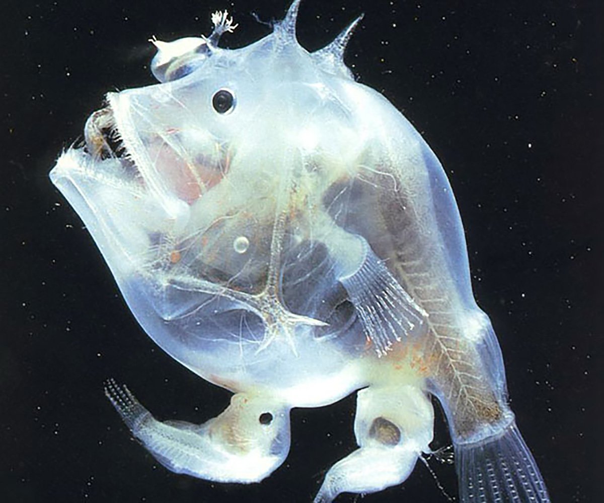 Глубоководный удильщик самец и самка