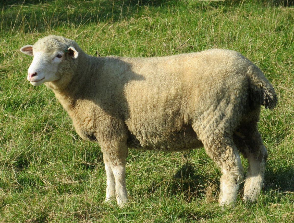 Порода Дорсет Хорн