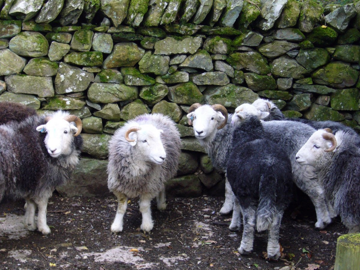 Herdwick Sheep