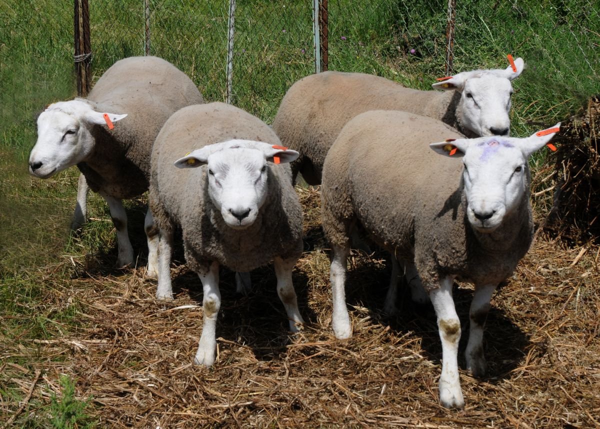 Северокавказская порода овец