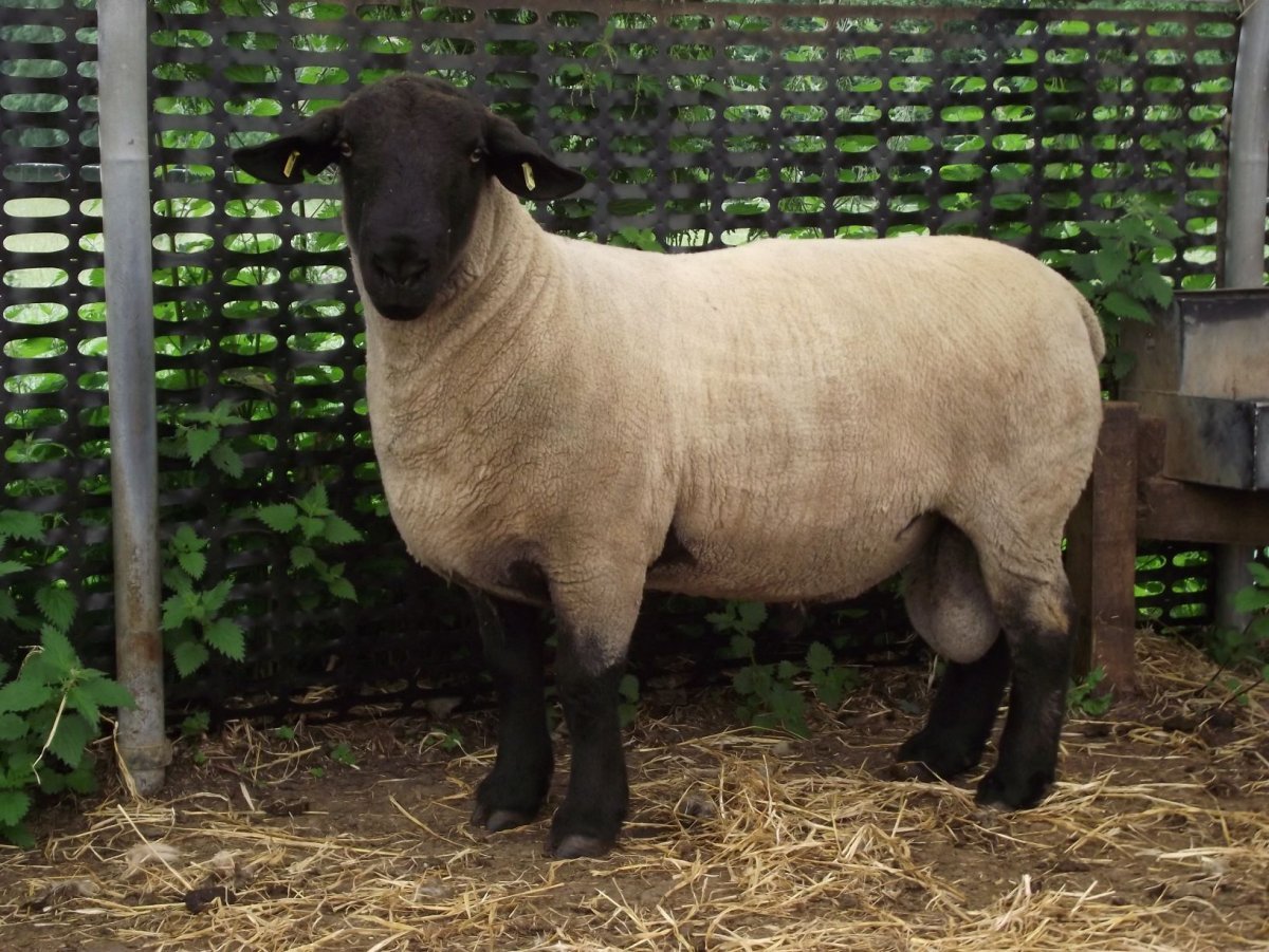 Породы Баранов Суффолк