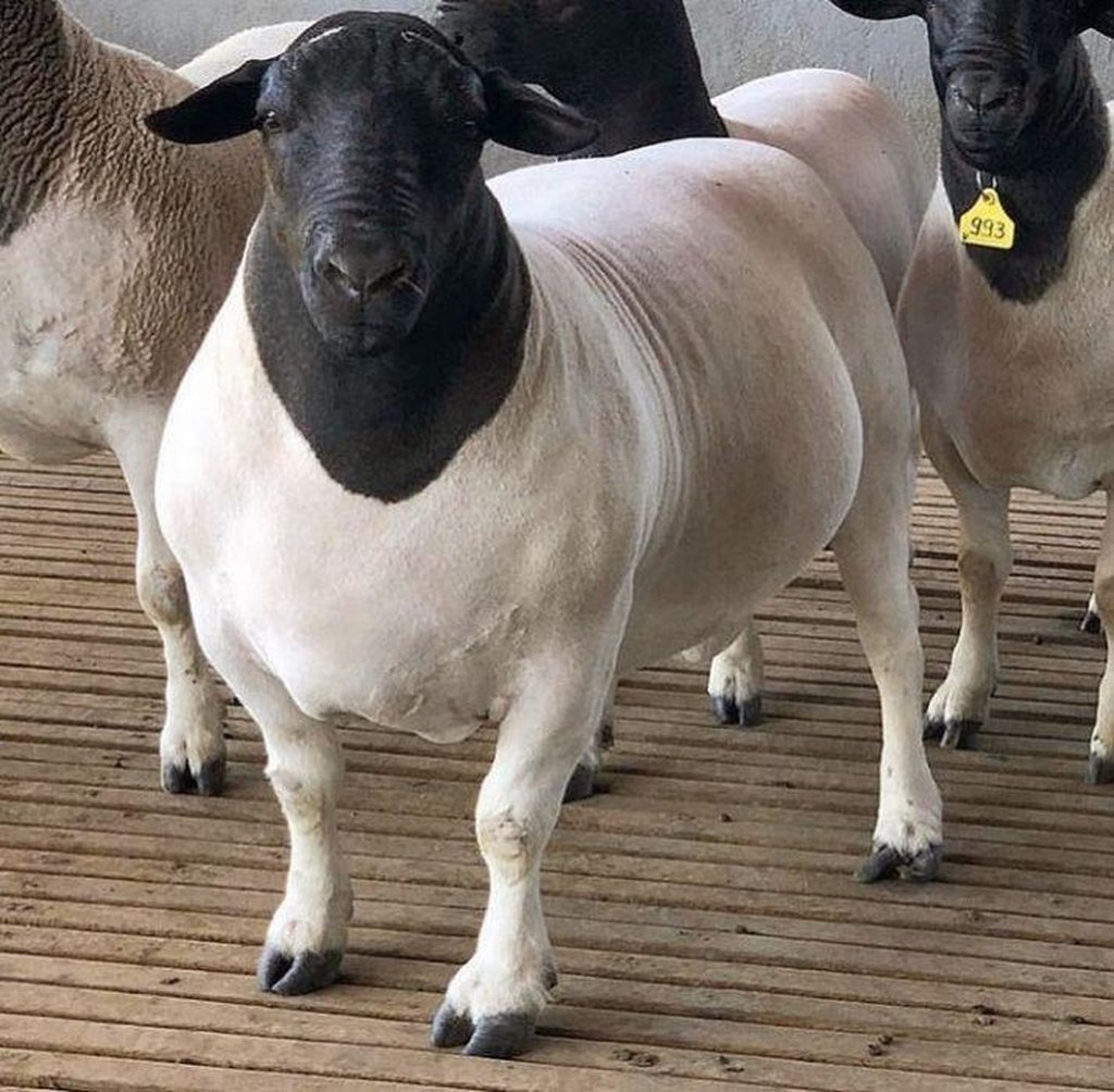 Kurban Sheep
