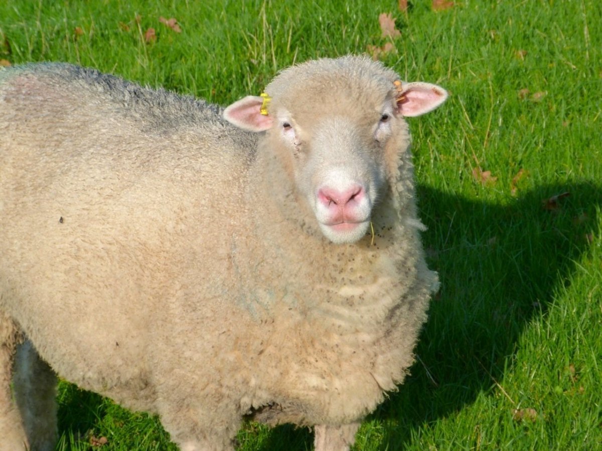 Дорсет Хорн овцы