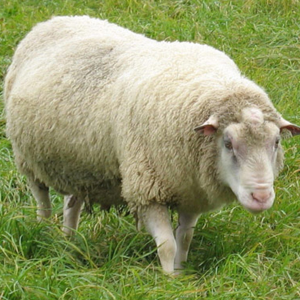 Овцы породы ландрас