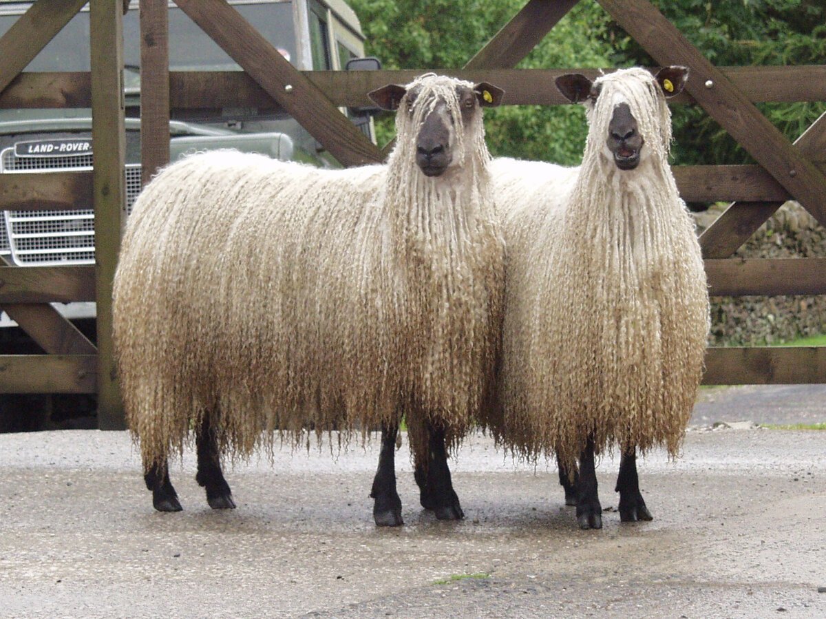 Овца на немецком