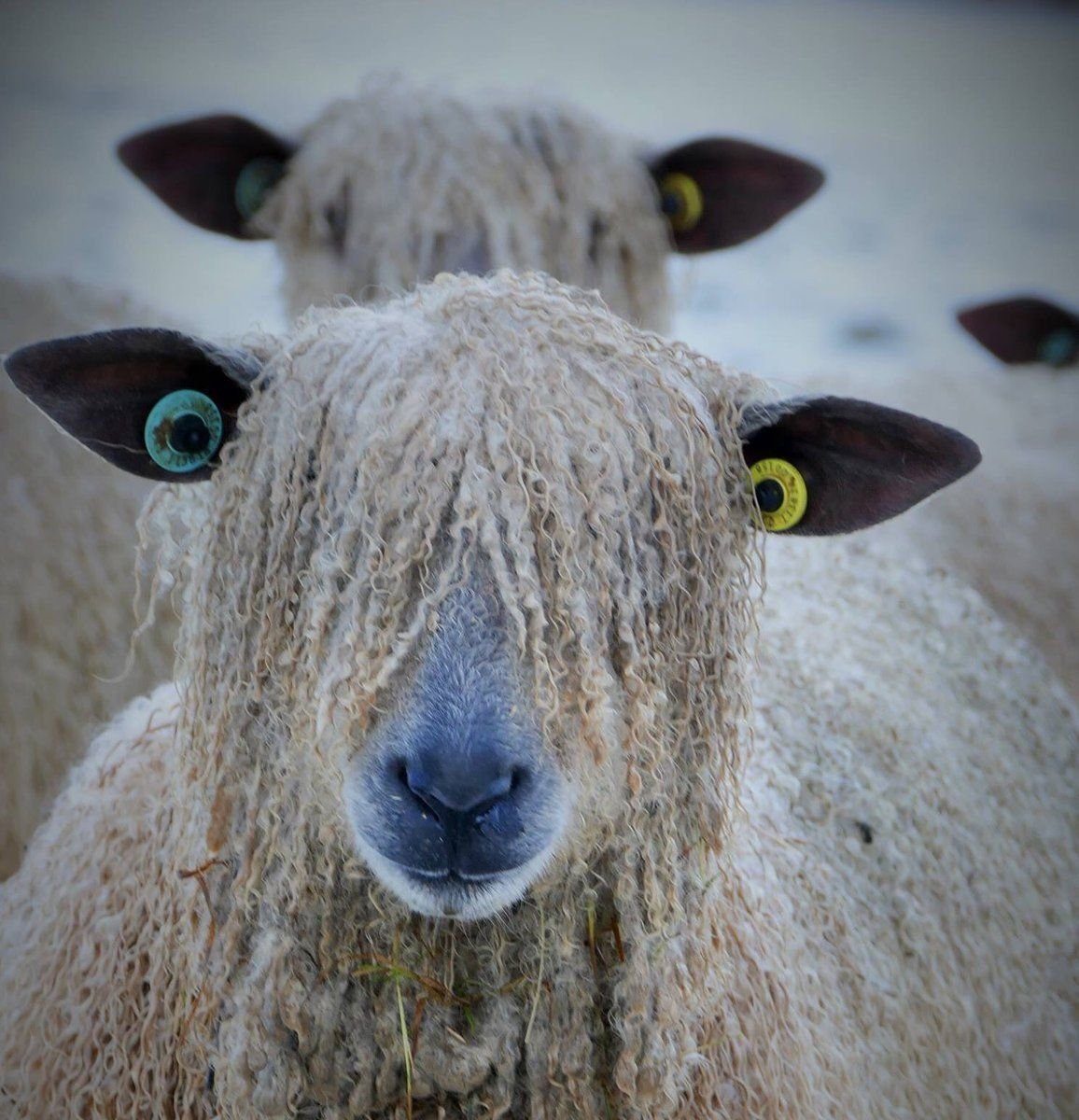 Венслидейл порода овец