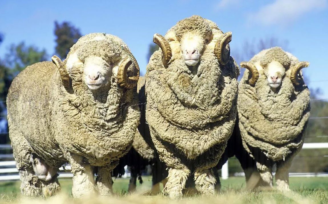 Шароле порода овец