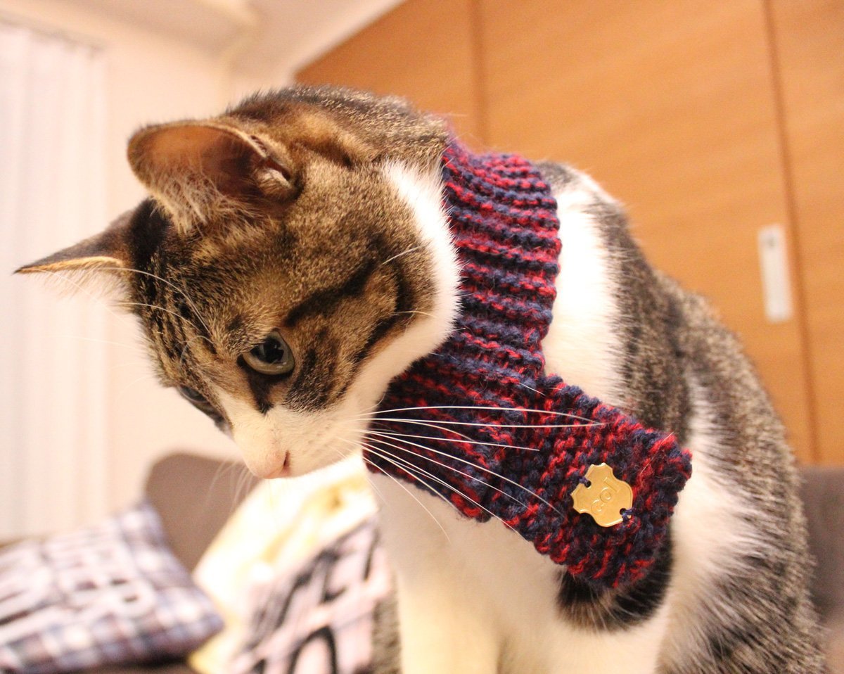 Кот в кофте. Кот в шарфике. Кошка в шарфике. Котик в шарфе. Шарфы для котов.