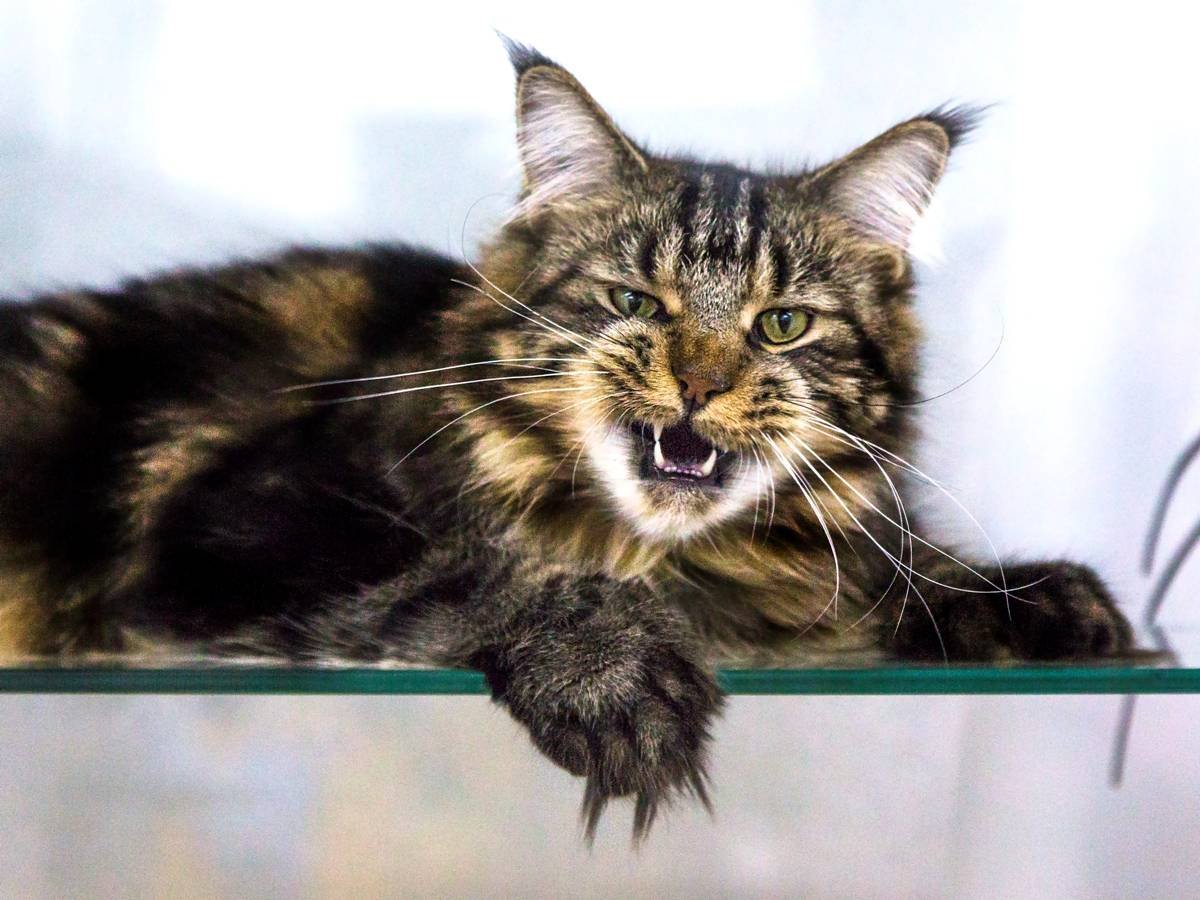 Мейн кун Крысолов