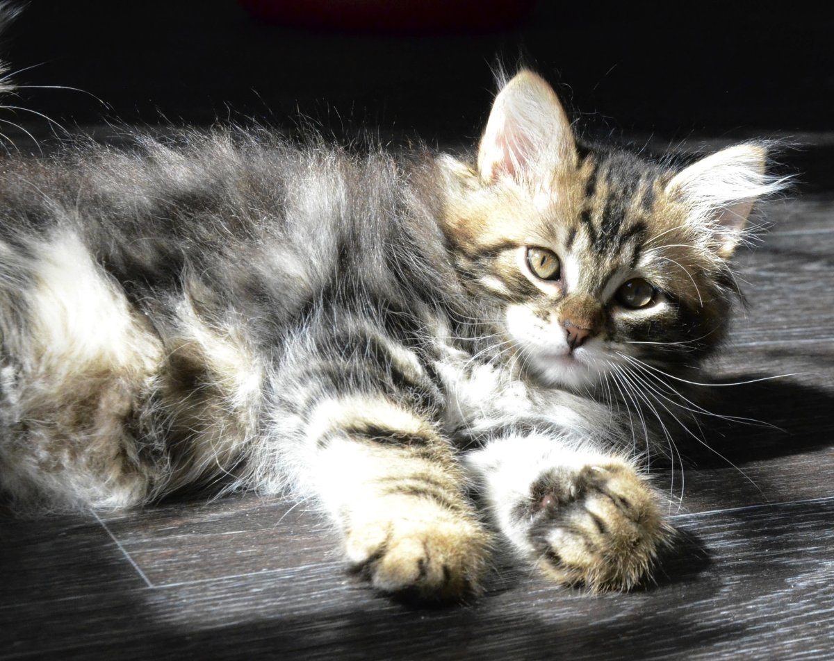 Питомник сибирских кошек