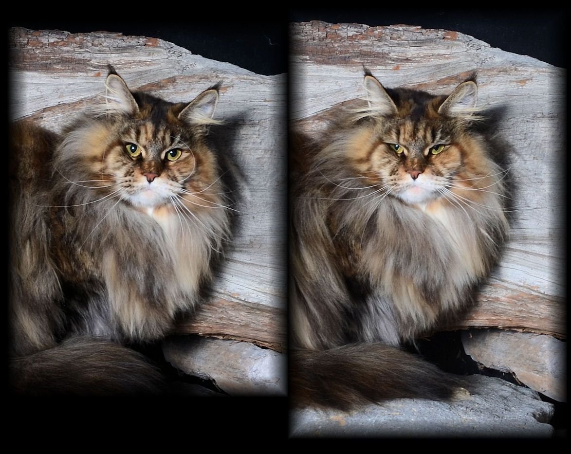 Норвежская Лесная и Сибирская кошка отличия