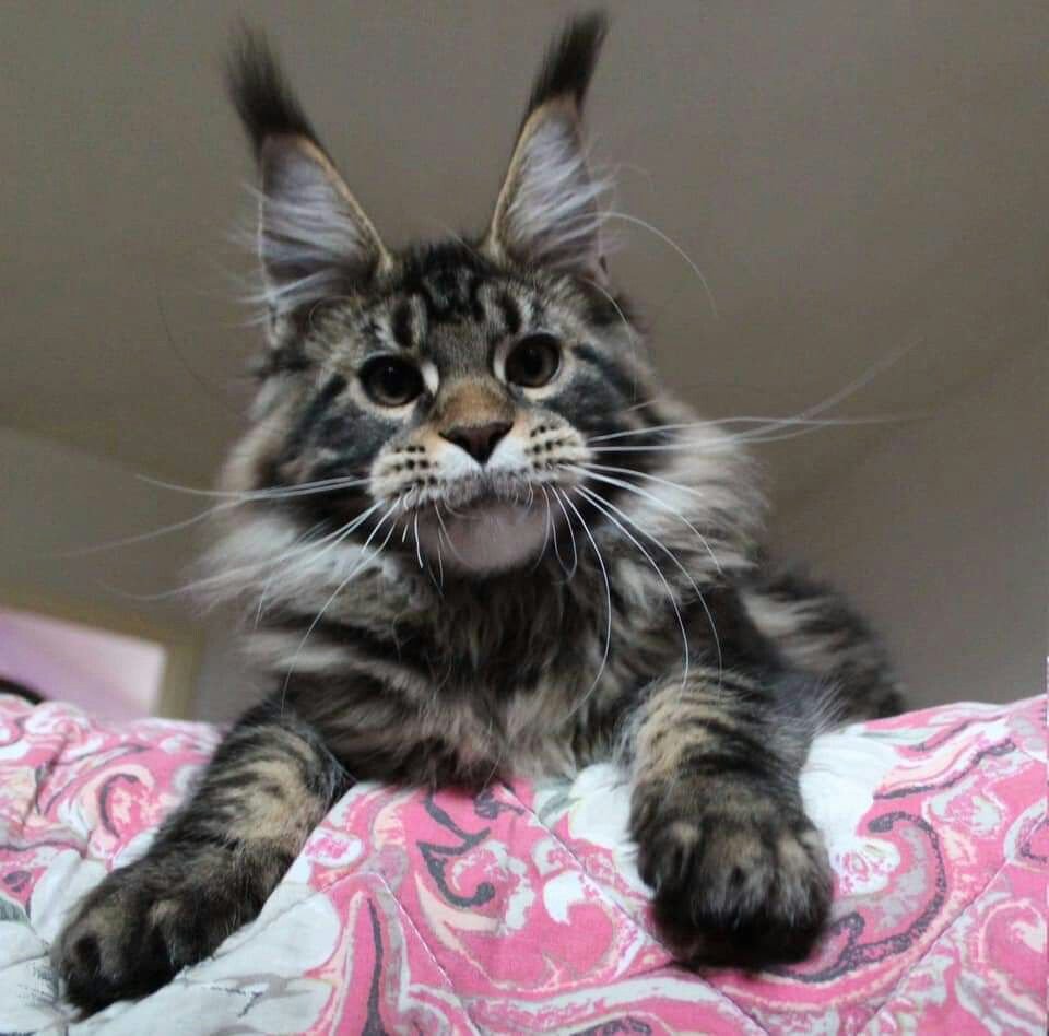 ПЭТ Мейн кун