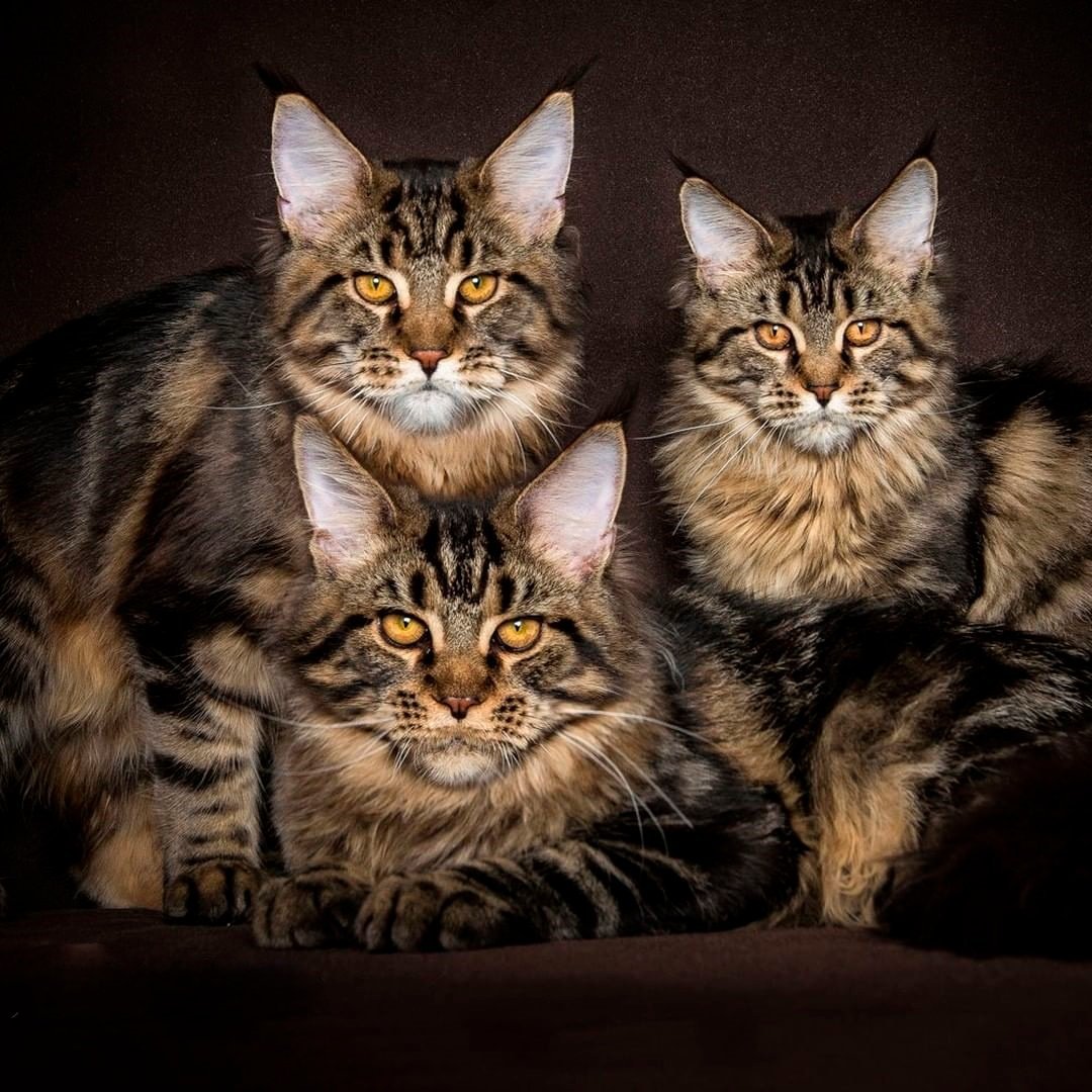 Бенгальский Мейн кун