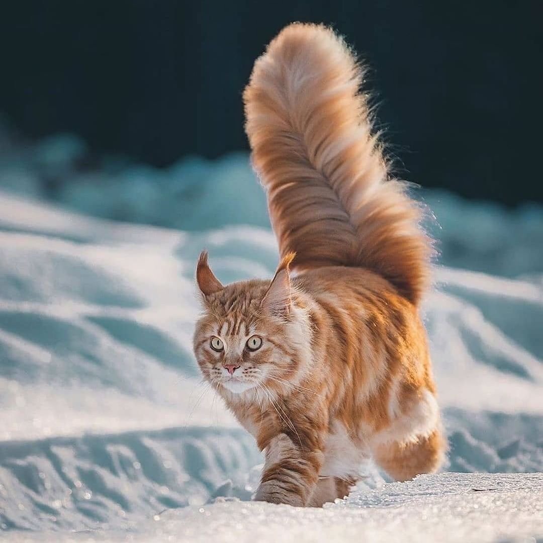 Снежный Мейн кун