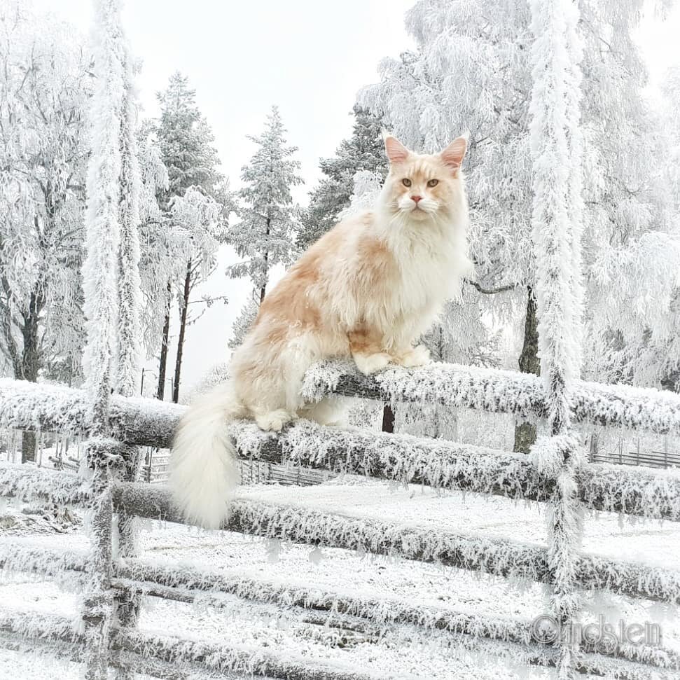 Снежный Мейн кун