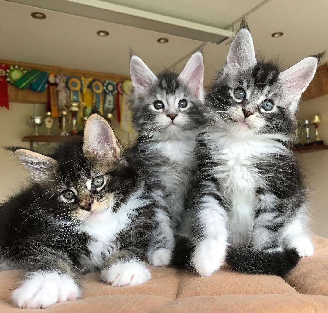 Котята-метисы (Мейн-кун и Норвежская Лесная)