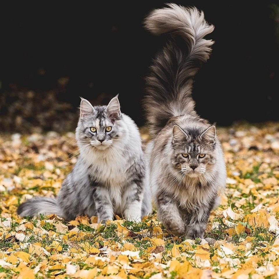 Осенние два котики