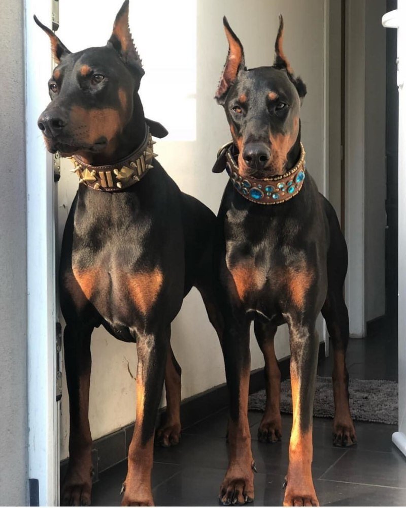 Доберман-пинчер сохры