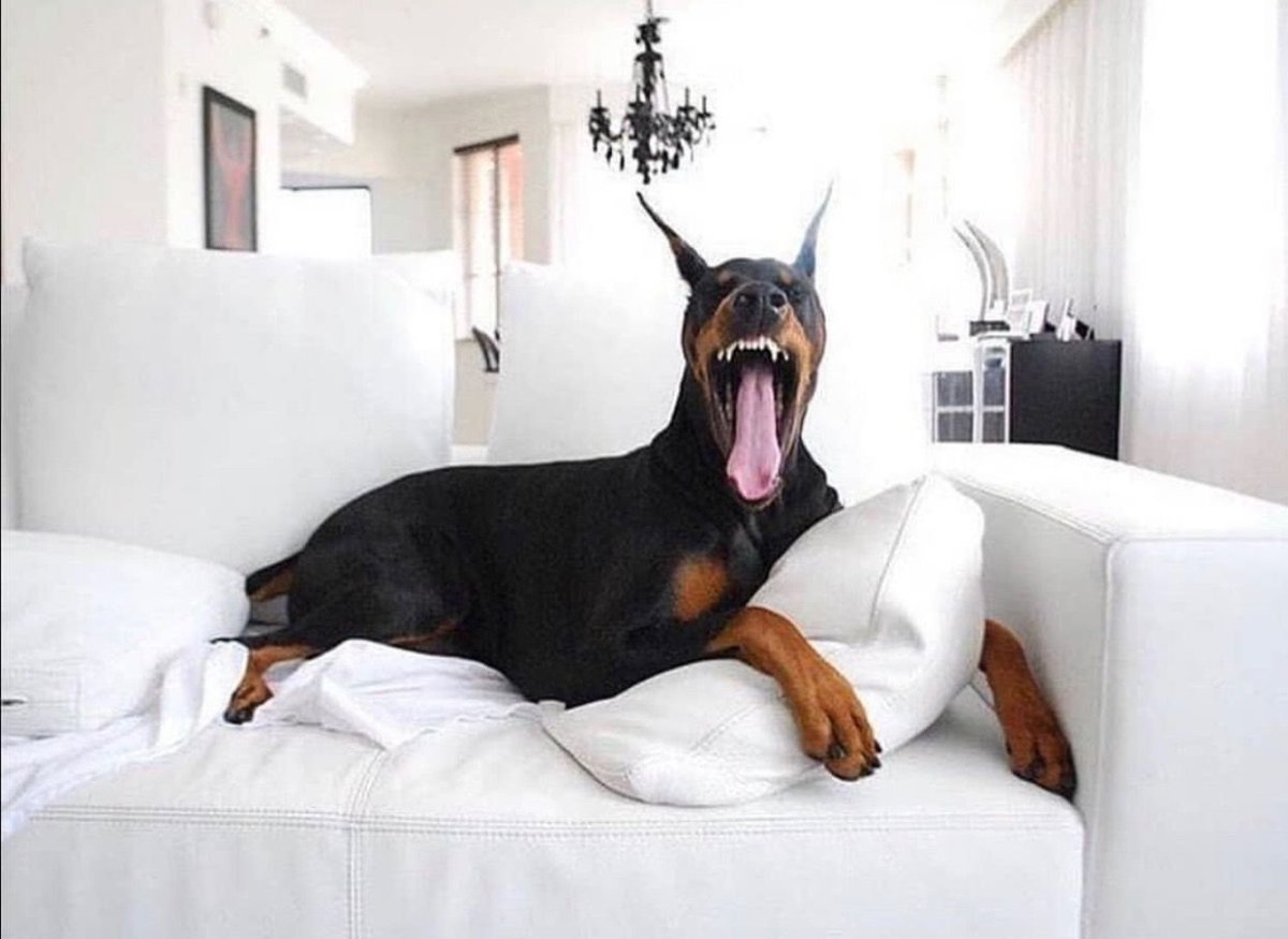 Доберман добрый