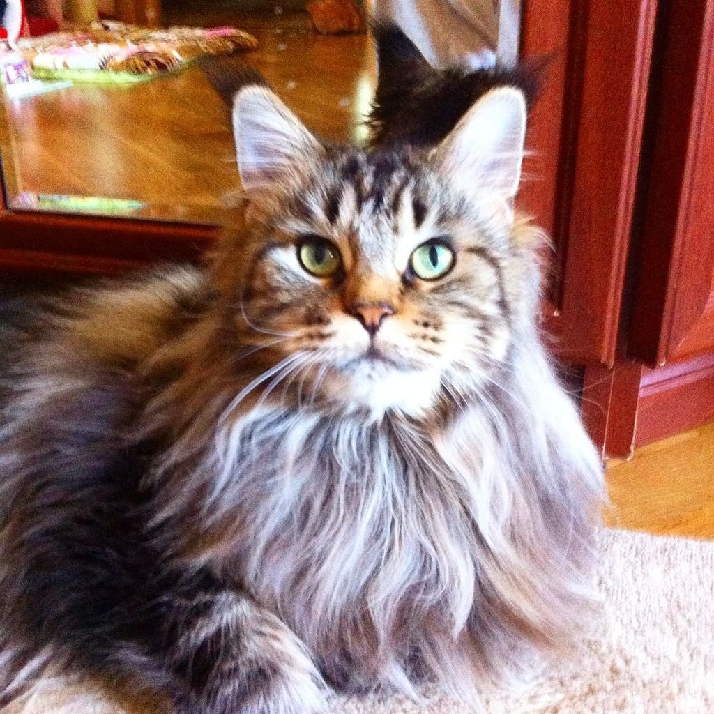 Мейн кун и Норвежская Лесная