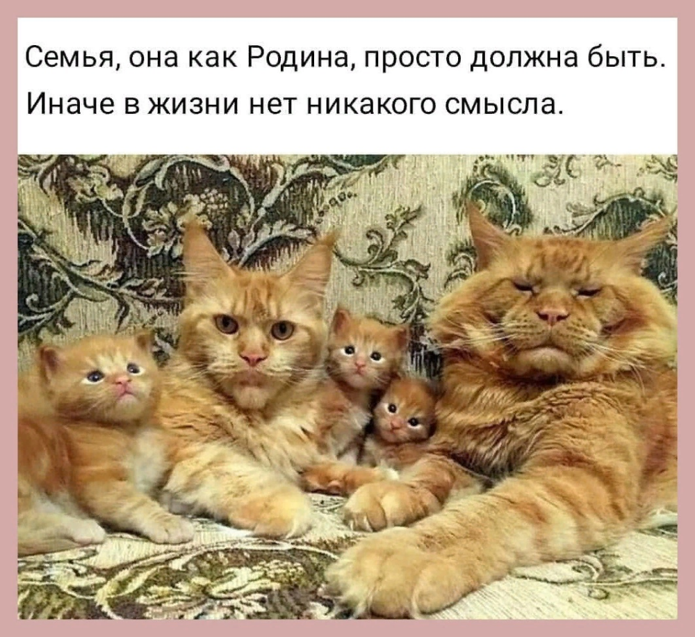 Рыжие Мейн куны семейство