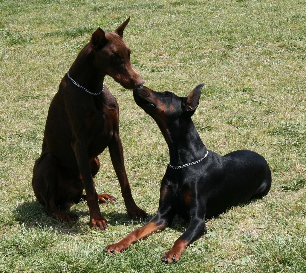 Доберман пинчер любовь