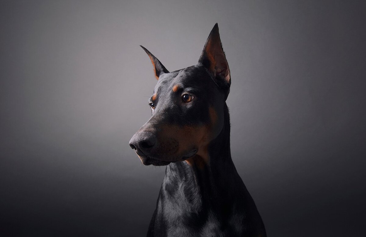 Доберман-пинчер Эстетика