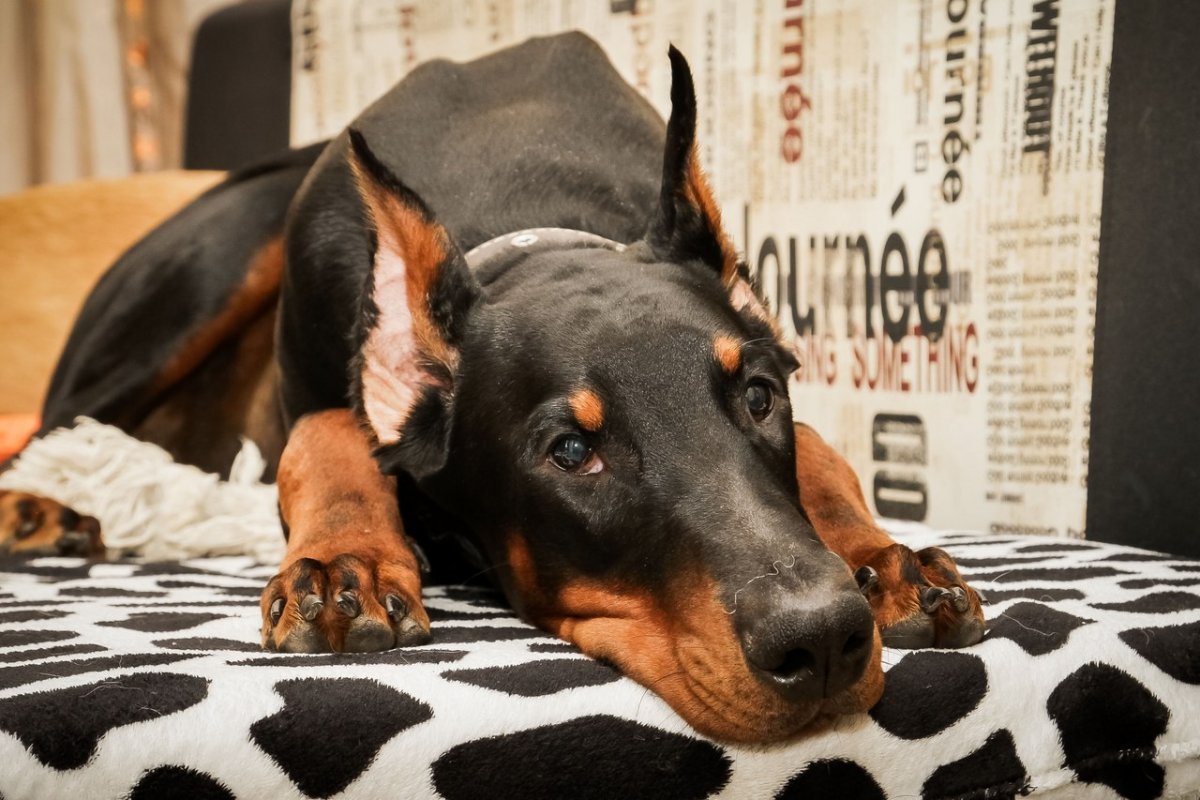 Домашняя собака Доберман