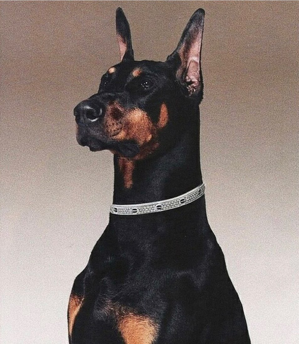 Доберман чёрный эстэтика