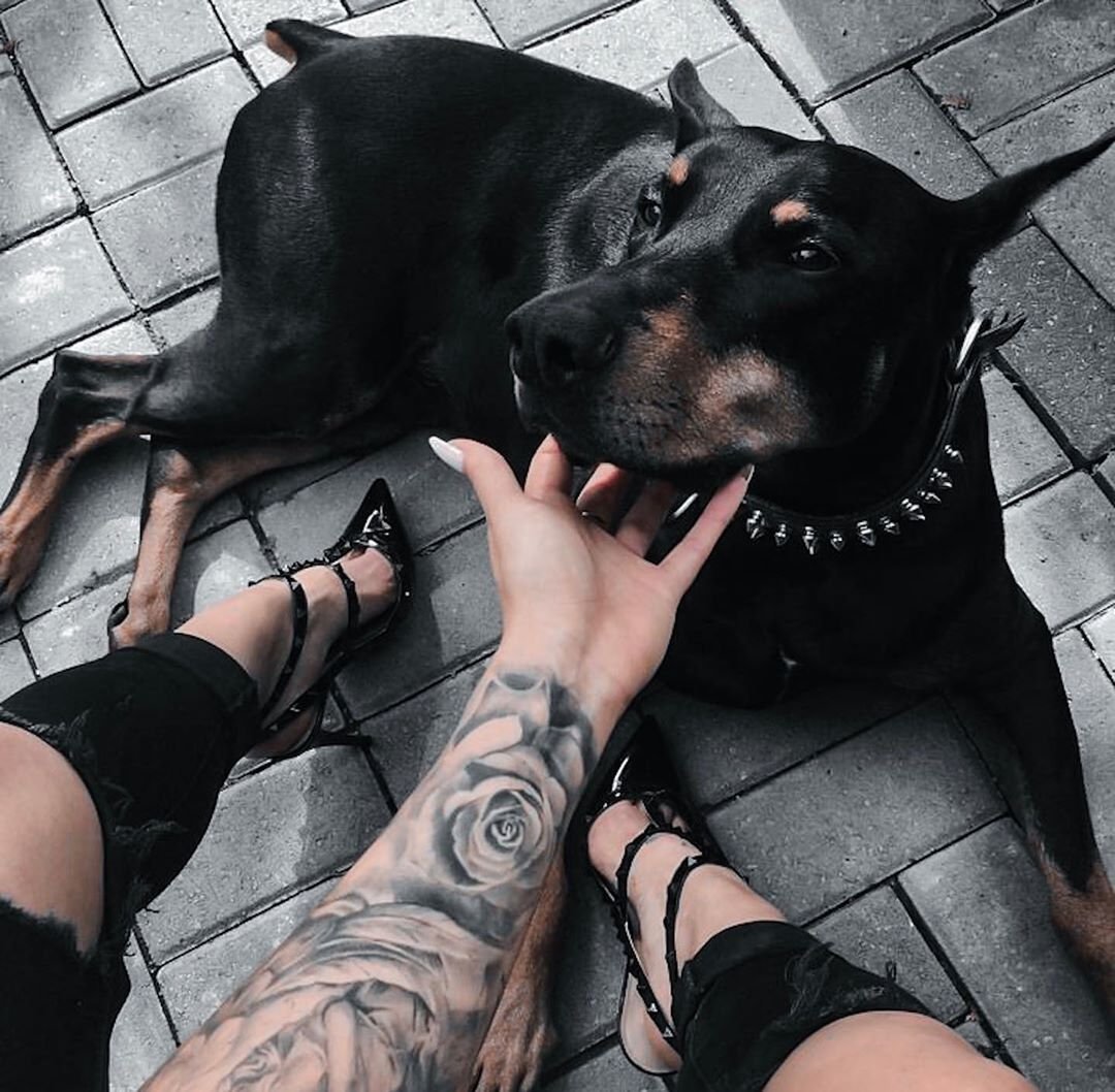 Доберман Эстетика с девушкой