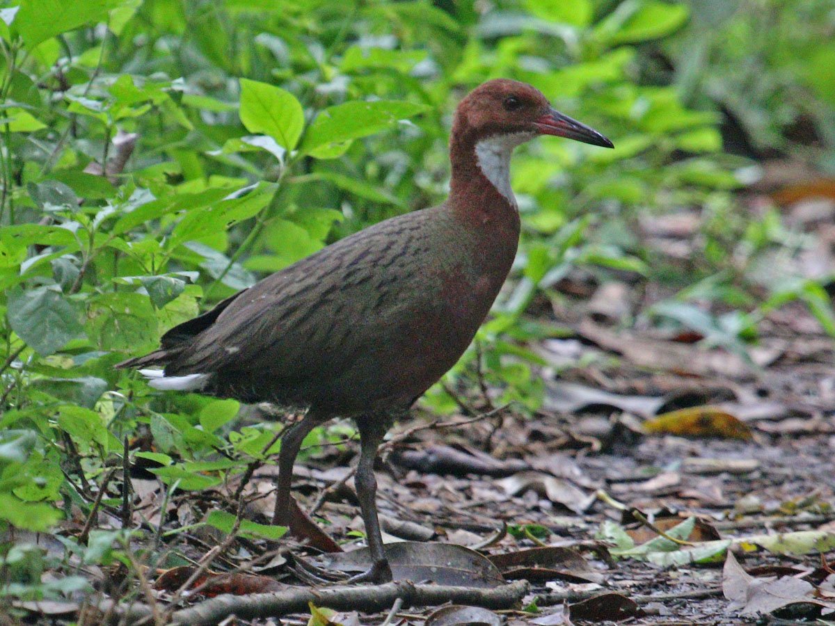 Перелётные птицы России для дошкольников