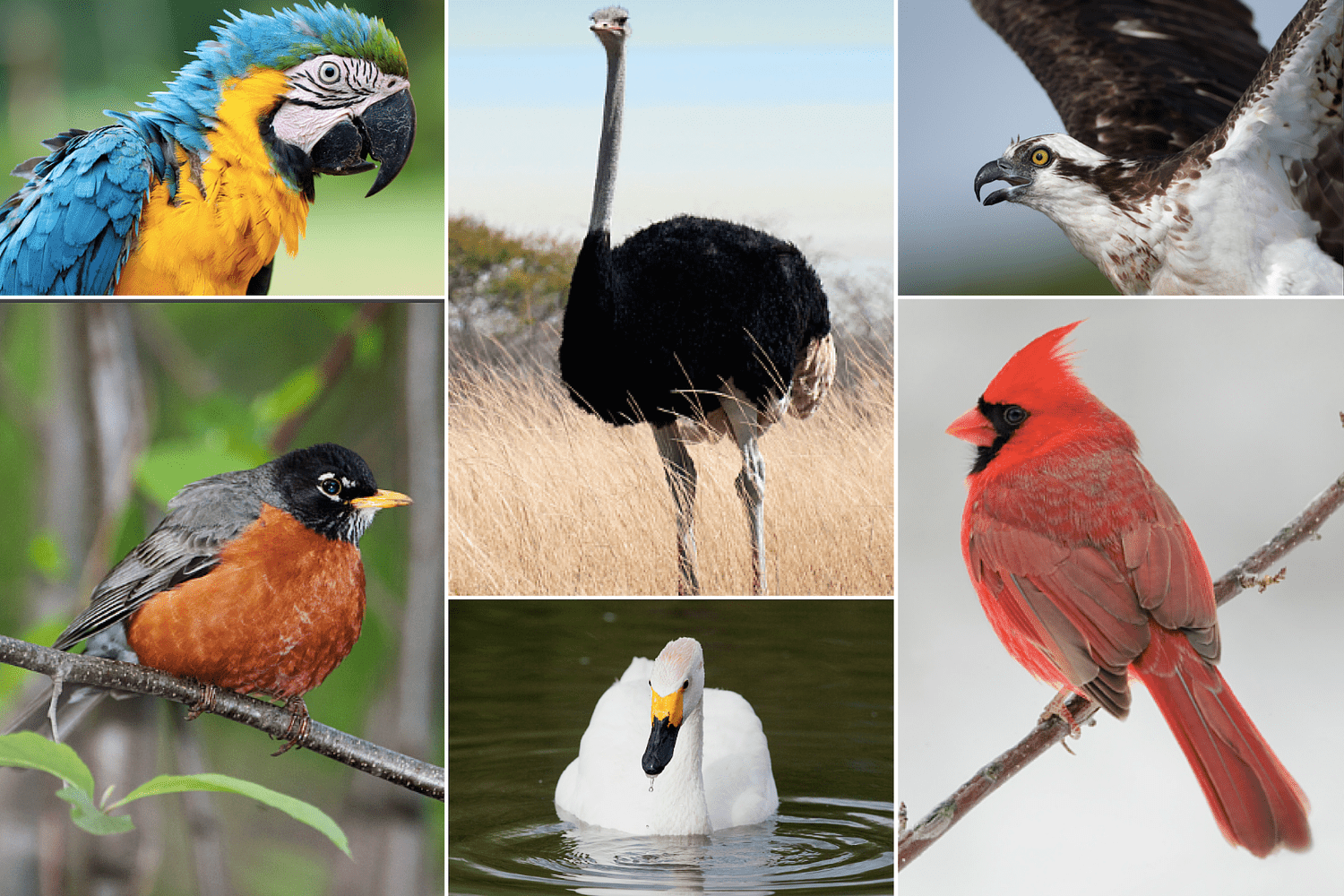 фото животных и птиц с названием