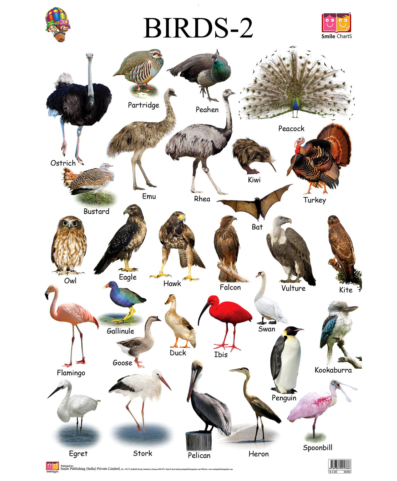 Перевести птиц на английский. Название животных и птиц. Птицы на английском. Название птиц по английскому. Названия птиц на английском.