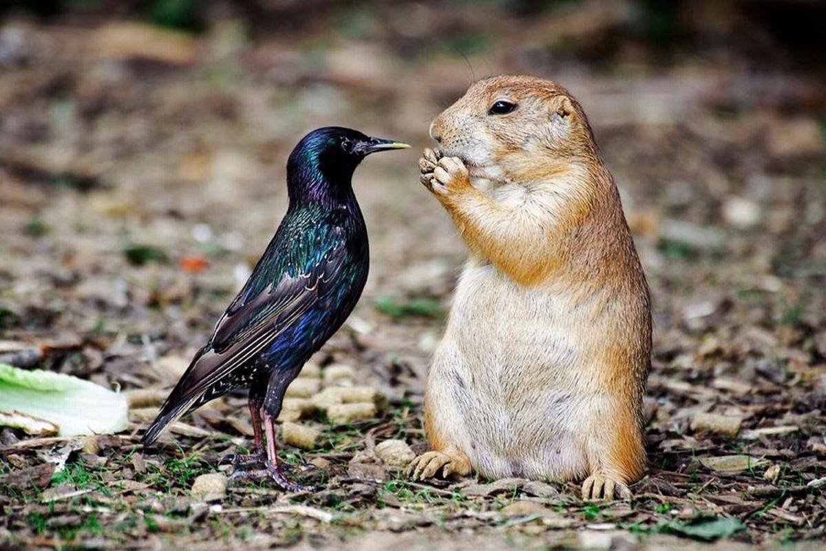 Тетерев-Косач питается