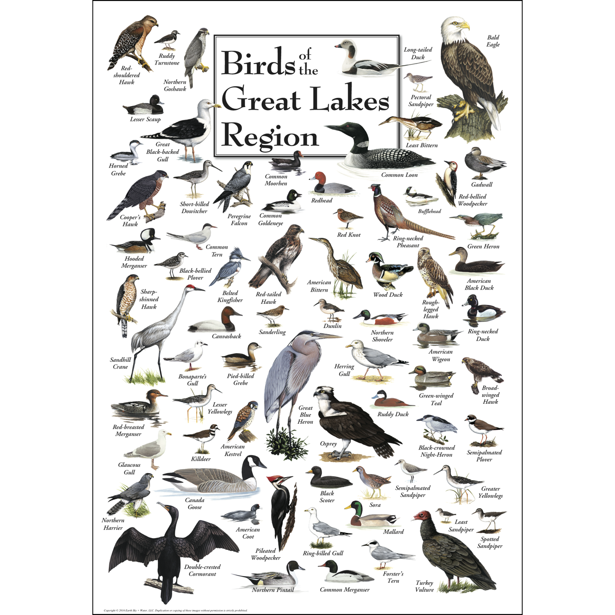 Серая куропатка зимой в Зауралье