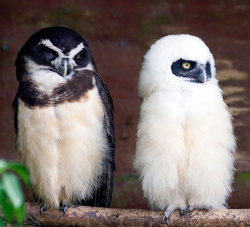 Список зимующих птиц России для детей