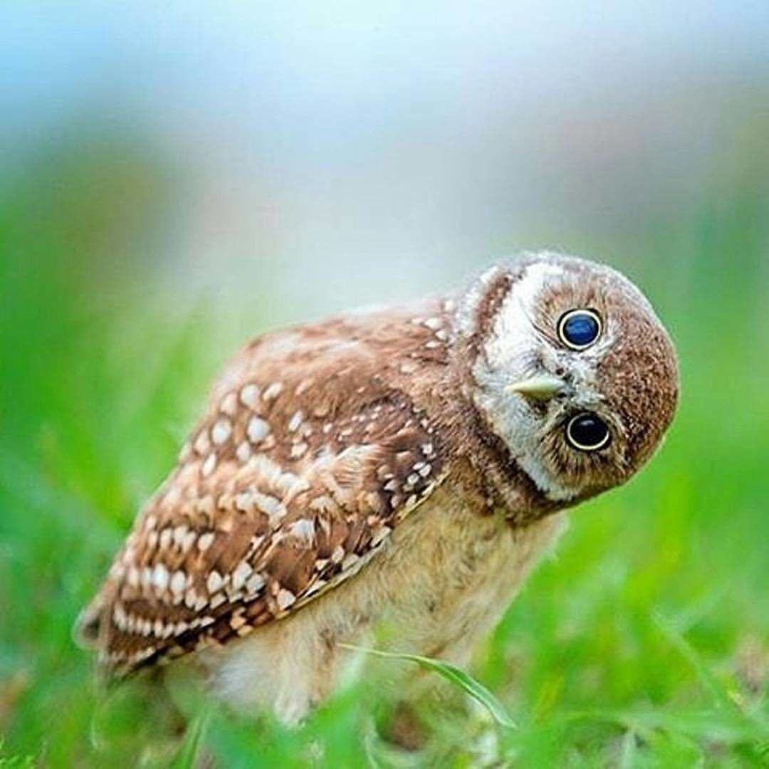 Книга птицы Пинтерест