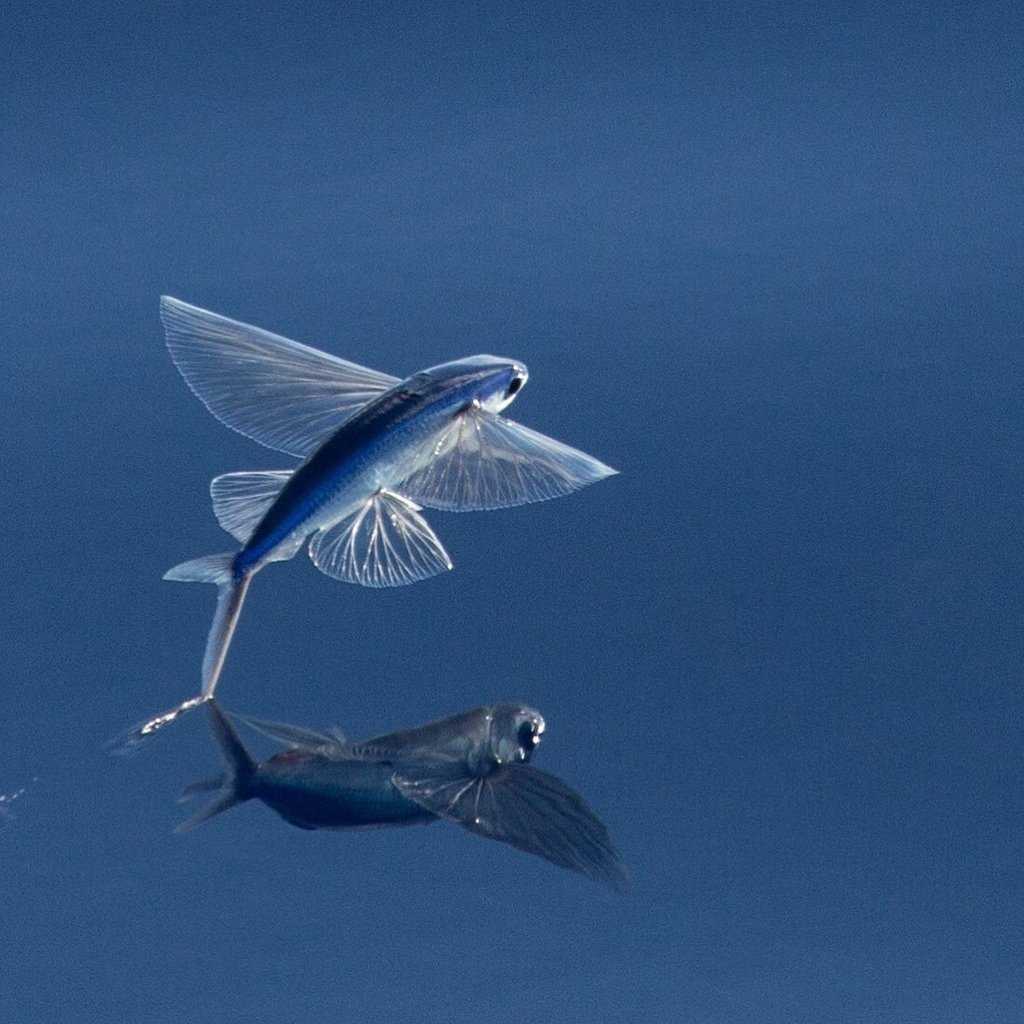 Летучая рыба в Турции
