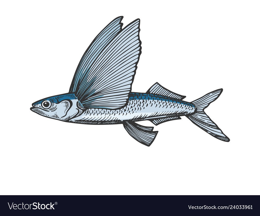 Контур летучая рыба