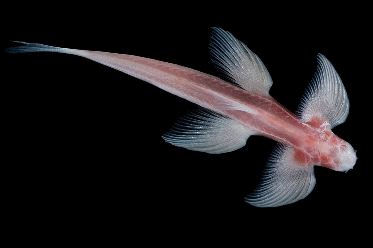 Cheilopogon heterurus