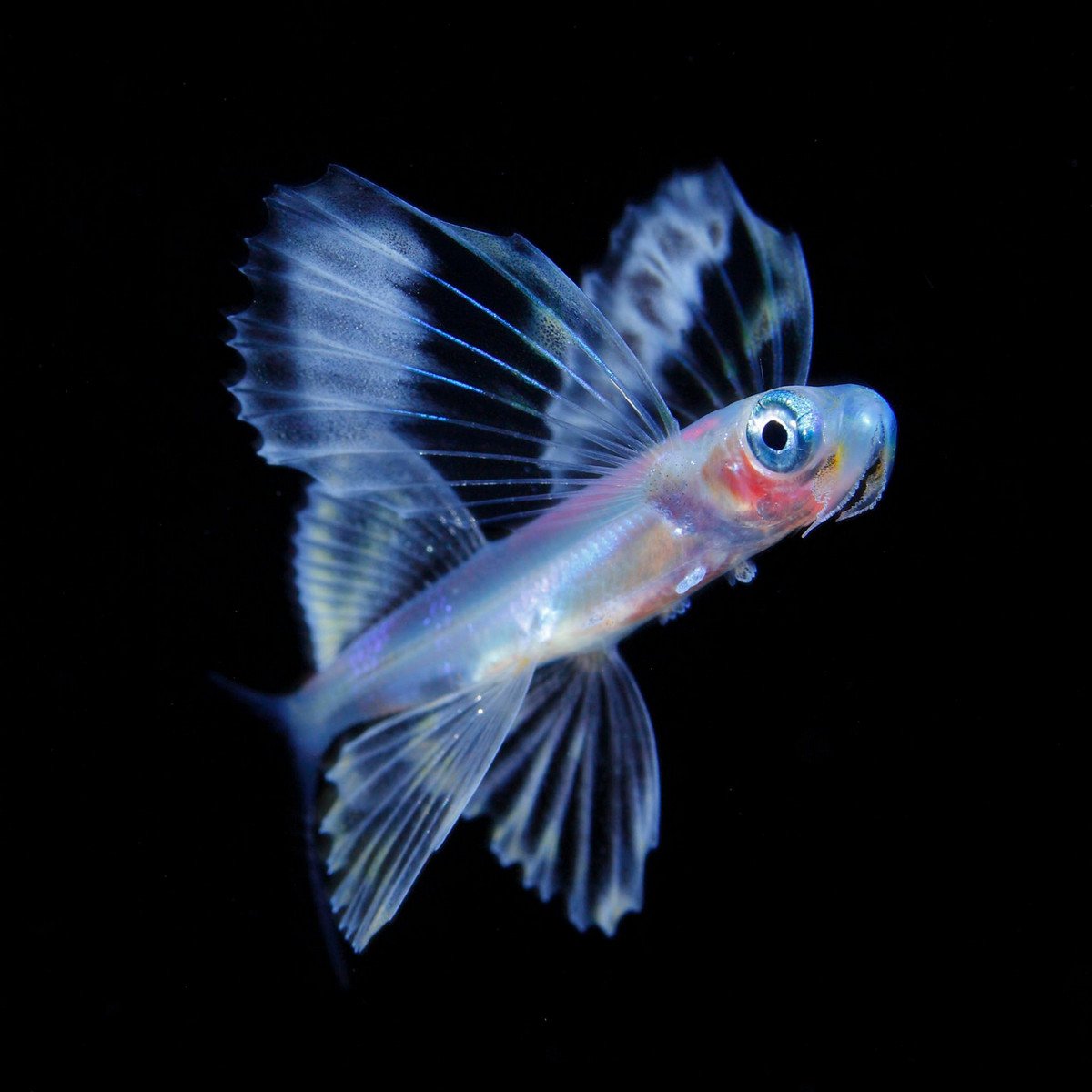 Мальки летучей рыбы