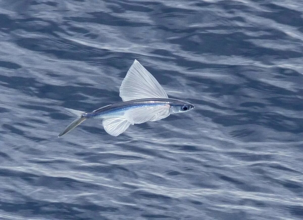 Японская летучая рыба Дальневосточный длиннокрыл