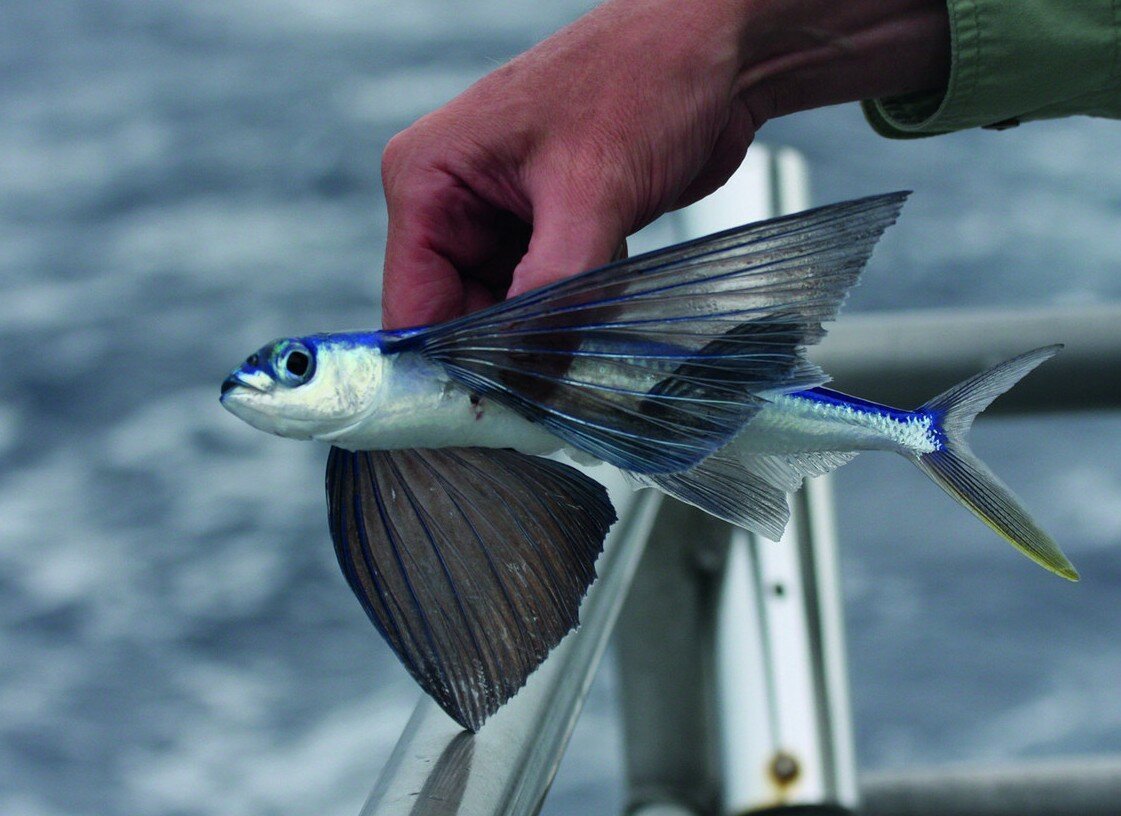 Пятнистый Стрижехвост