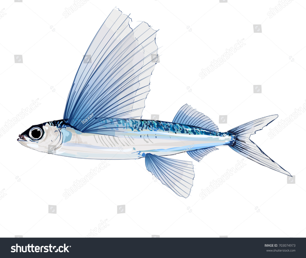 Летучая рыба