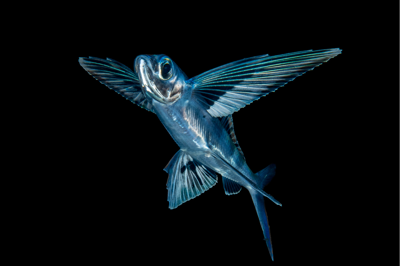 Крылья летучей рыбы