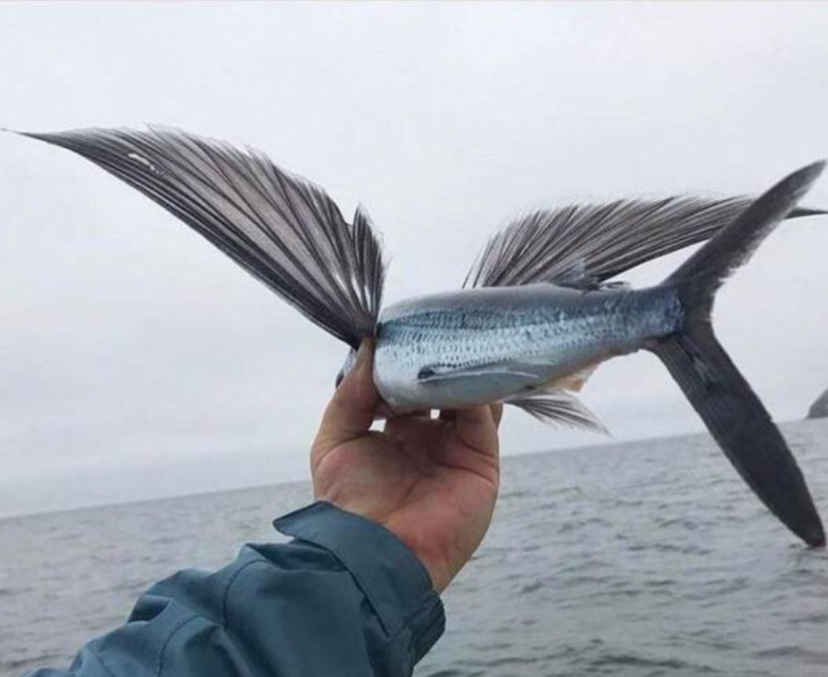 Летучая рыба