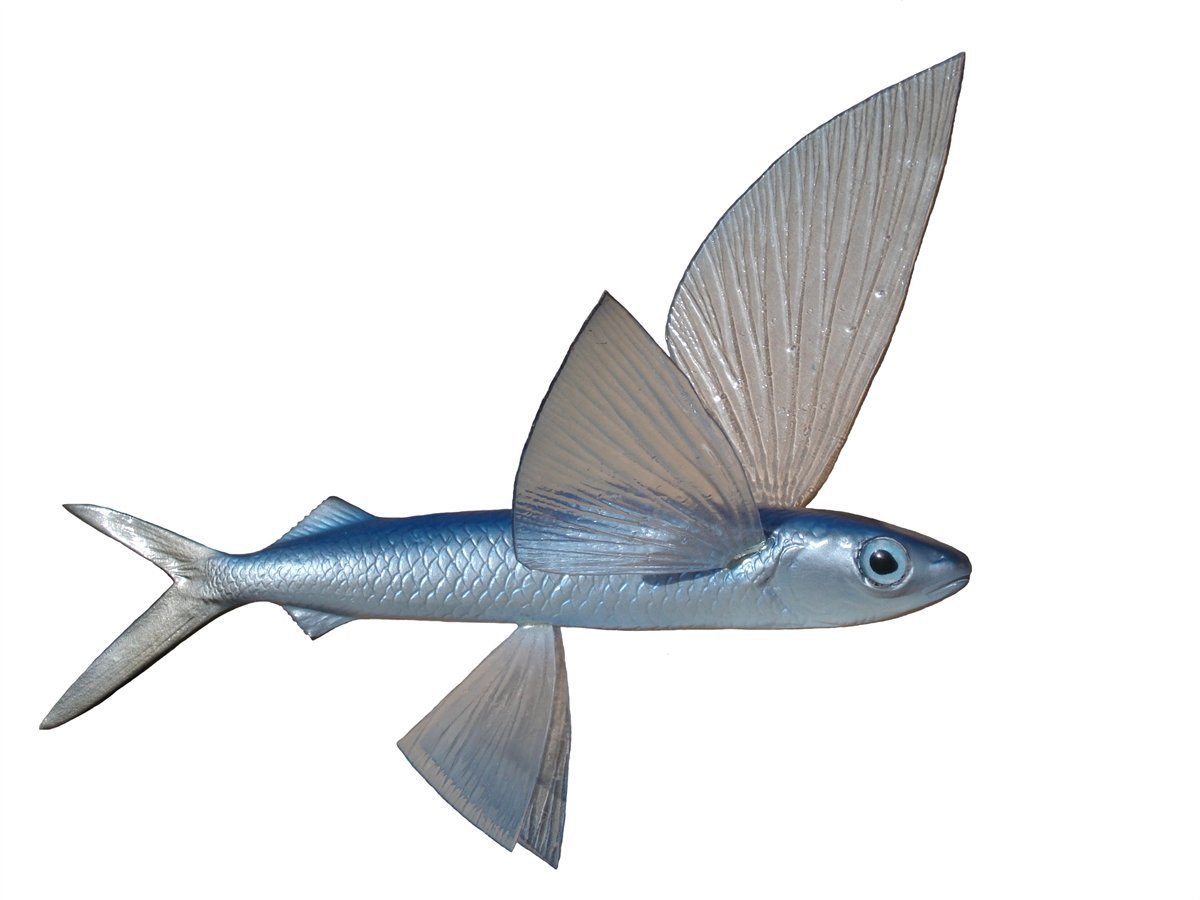 Сарганообразные рыбы