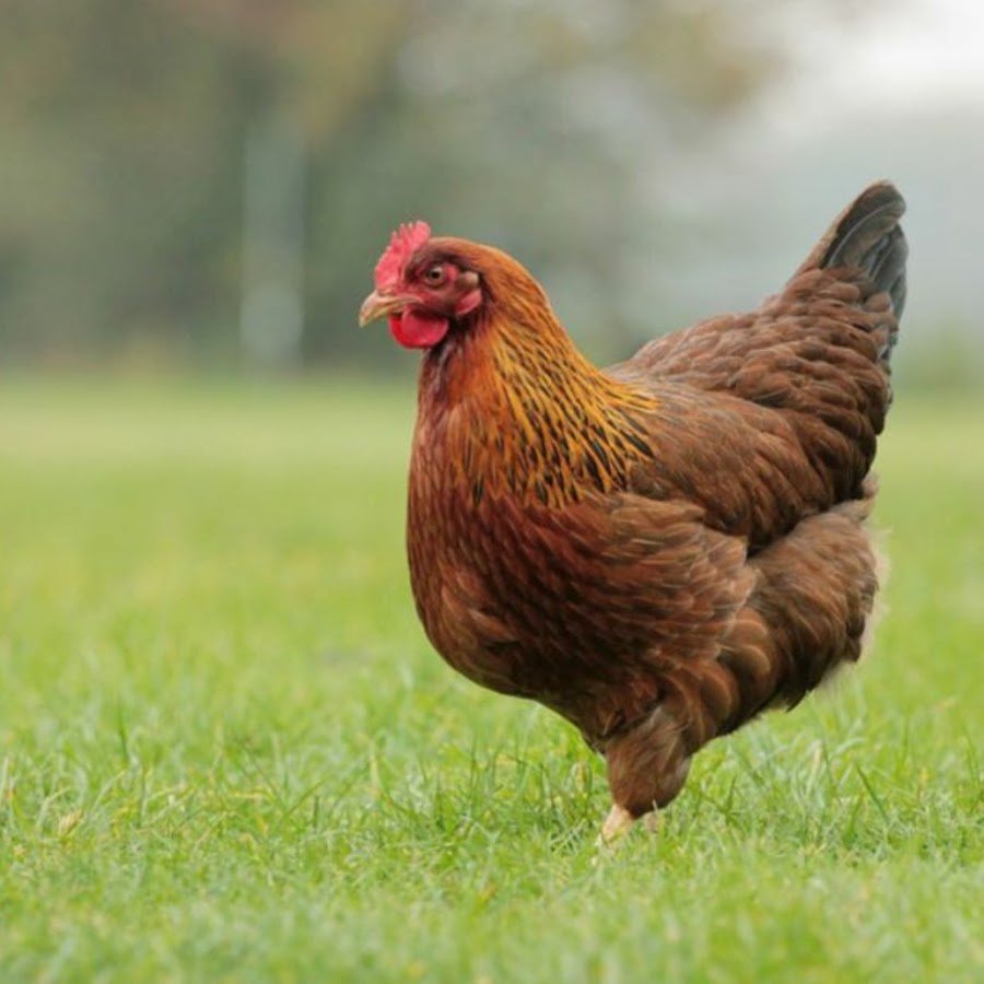 Хохлатая Курочка падуан